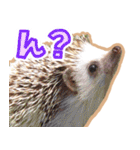 ハリネズミ（ぼんたぬき）（個別スタンプ：12）