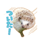 ハリネズミ（ぼんたぬき）（個別スタンプ：15）