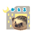 ハリネズミ（ぼんたぬき）（個別スタンプ：16）
