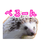 ハリネズミ（ぼんたぬき）（個別スタンプ：17）