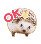 ハリネズミ（ぼんたぬき）（個別スタンプ：18）