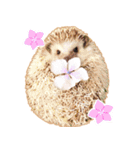 ハリネズミ（ぼんたぬき）（個別スタンプ：19）