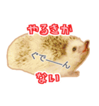 ハリネズミ（ぼんたぬき）（個別スタンプ：21）