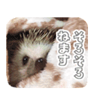 ハリネズミ（ぼんたぬき）（個別スタンプ：25）