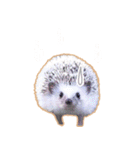 ハリネズミ（ぼんたぬき）（個別スタンプ：26）