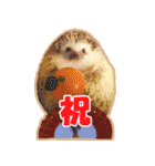 ハリネズミ（ぼんたぬき）（個別スタンプ：27）