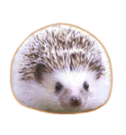ハリネズミ（ぼんたぬき）（個別スタンプ：28）