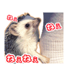 ハリネズミ（ぼんたぬき）（個別スタンプ：31）