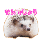 ハリネズミ（ぼんたぬき）（個別スタンプ：32）