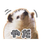 ハリネズミ（ぼんたぬき）（個別スタンプ：33）
