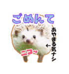 ハリネズミ（ぼんたぬき）（個別スタンプ：34）