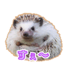 ハリネズミ（ぼんたぬき）（個別スタンプ：35）