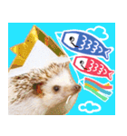 ハリネズミ（ぼんたぬき）（個別スタンプ：36）
