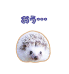 ハリネズミ（ぼんたぬき）（個別スタンプ：39）