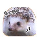 ハリネズミ（ぼんたぬき）（個別スタンプ：40）