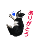 チワワのおチョコさん（個別スタンプ：1）