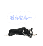 チワワのおチョコさん（個別スタンプ：11）