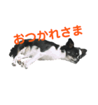 チワワのおチョコさん（個別スタンプ：14）