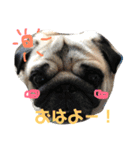 わんちゃん仲間といっしょ（個別スタンプ：1）
