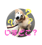 わんちゃん仲間といっしょ（個別スタンプ：3）