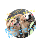 わんちゃん仲間といっしょ（個別スタンプ：5）