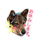 わんちゃん仲間といっしょ（個別スタンプ：7）