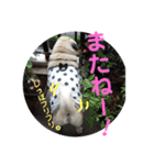 わんちゃん仲間といっしょ（個別スタンプ：8）