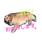 わんちゃん仲間といっしょ（個別スタンプ：9）