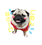 わんちゃん仲間といっしょ（個別スタンプ：11）