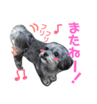 わんちゃん仲間といっしょ（個別スタンプ：17）