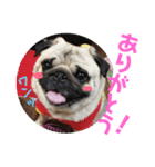 わんちゃん仲間といっしょ（個別スタンプ：21）