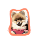 わたち、はなちゃん（個別スタンプ：3）