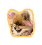 わたち、はなちゃん（個別スタンプ：4）
