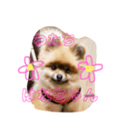 わたち、はなちゃん（個別スタンプ：8）