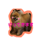 わたち、はなちゃん（個別スタンプ：9）