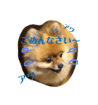 わたち、はなちゃん（個別スタンプ：10）