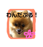 わたち、はなちゃん（個別スタンプ：14）