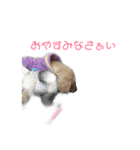 ゴールデン・レトリバーのモモちゃん（個別スタンプ：5）