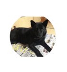 甲斐犬のおてんば甲斐ちゃんその1（個別スタンプ：2）