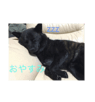 甲斐犬のおてんば甲斐ちゃんその1（個別スタンプ：3）