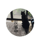 甲斐犬のおてんば甲斐ちゃんその1（個別スタンプ：7）