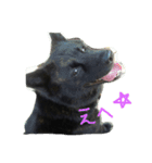 甲斐犬のおてんば甲斐ちゃんその1（個別スタンプ：8）