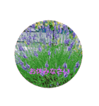 お正月のお花（個別スタンプ：40）