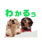 conamon's 6（個別スタンプ：2）