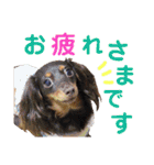 conamon's 6（個別スタンプ：3）