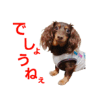 conamon's 6（個別スタンプ：12）