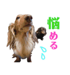 conamon's 6（個別スタンプ：13）