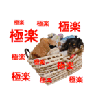 conamon's 6（個別スタンプ：16）