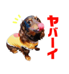 conamon's 6（個別スタンプ：19）