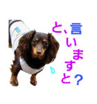conamon's 6（個別スタンプ：31）